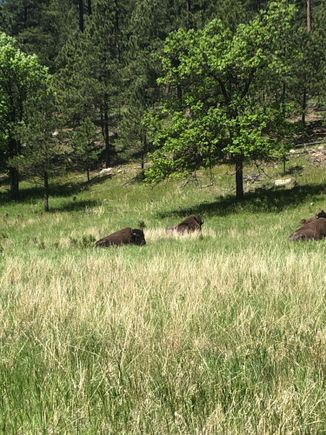 The Bison herd.