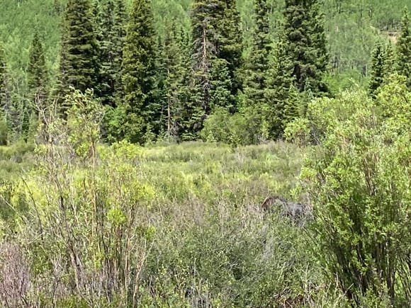 Look carefully for the moose. She had her head down grazing 