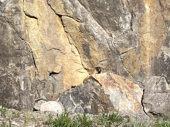 Saw these marmots when we stopped to check out the river.