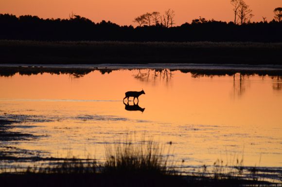 One of my all time favorites.  Sunrise at Chincoteague, Va.