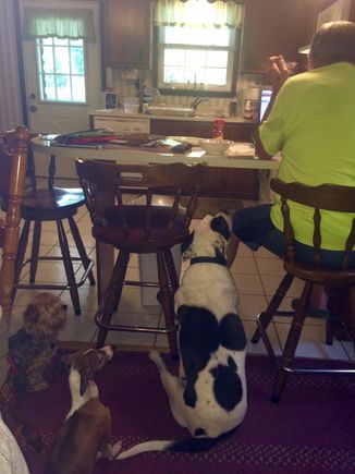 In case there was ever a question as to who feeds the dogs!!!!