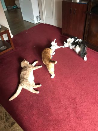 From left to right.  Buddy, BK (Bad Kitty) Hannah (dog) and Moo Cow....