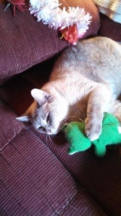 My watch-cat.