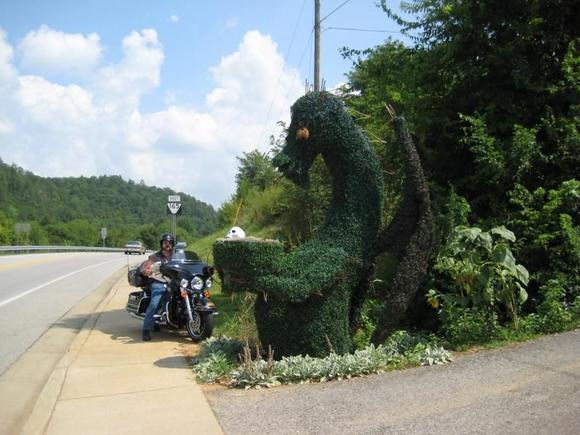 I saw this funny looking bush and had to have a picture.