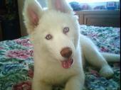 my dog. purebred Siberian Husky named Luna
