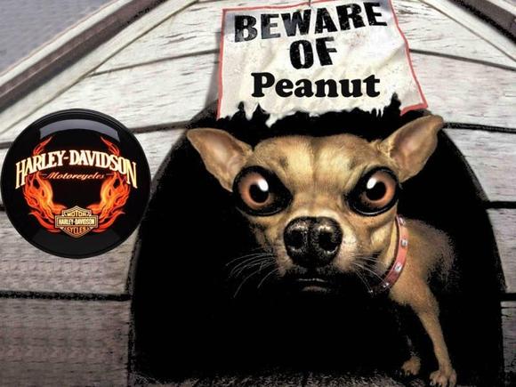 beware of dog hd