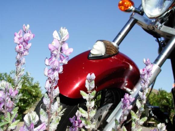 Photo taken at Katherine's Landing campground Lake Mohave April 24 2010. Laughlin river run.