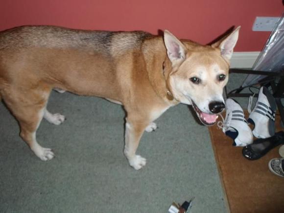 My dog Katoh. Not sure what kind he is since he is a rescue dog. If anyones got any idea then love to hear from you.