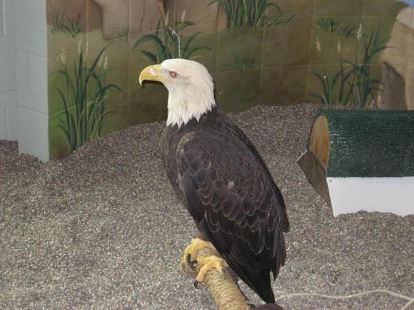 Bald Eagle center, Winona, MN