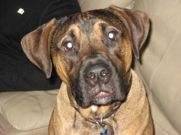 Head Dag