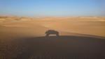 My sandy H2