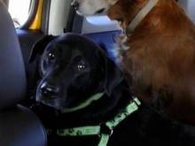 Puppies on their way to the beach.