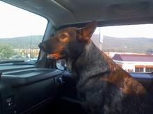 Segen Riding Shotgun