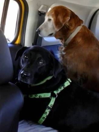 Puppies on their way to the beach.
