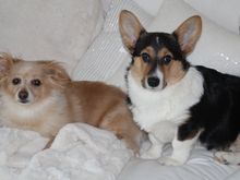 Our 5 month welsh corgi fits with my Jag :)