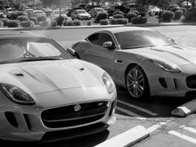 A Pair of mated Jaguars in the wild