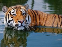 Tigers and many other big cats love being in water and often ambush their prey from water.