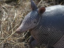 Disqualified Texas concours entry.