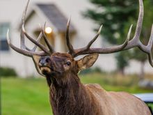 King of the North (Part of the Park)