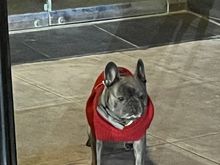 Dutch the King of the Frenchies!