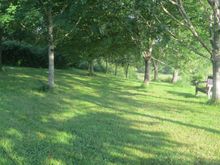 We planted all these trees 20 years ago.
