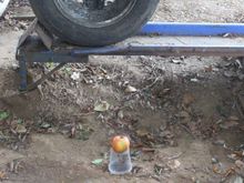 The Apple marks the Spot where She was leaking