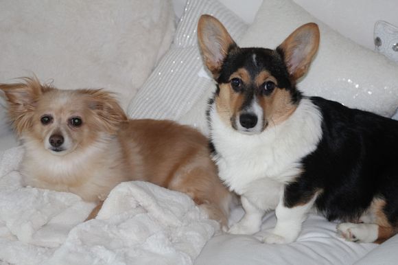 Our 5 month welsh corgi fits with my Jag :)