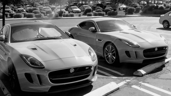 A Pair of mated Jaguars in the wild