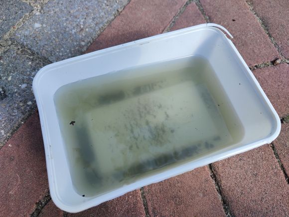The murky water that I drained from the elbow 