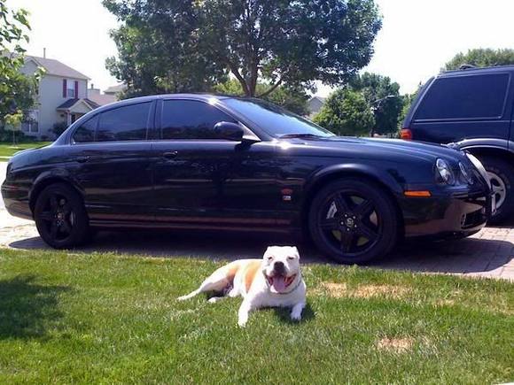 My lil' Pit and lil' Kitty