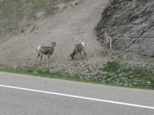 Mountain Goats near Jasper