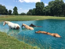 Horses in Pond