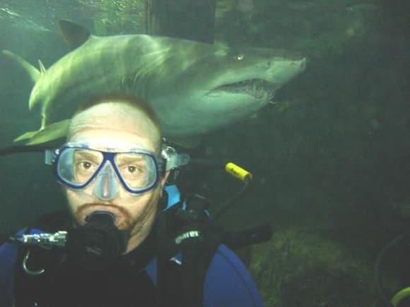 Clifton and the Australian sharks