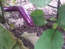 One of three types of Egg Plants I grew this summer.