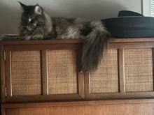 Her tail is about half inch shorter that the Guinness records. It’s kind of insane.