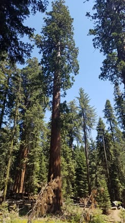 I had no 5G in Cali Sequoia National Park 👍