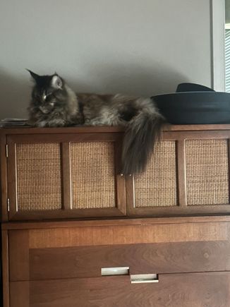 Her tail is about half inch shorter that the Guinness records. It’s kind of insane.