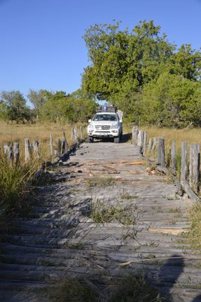 Very rickety wooden bridge crossing. its called 2nd Bridge in  Moremi Botswana