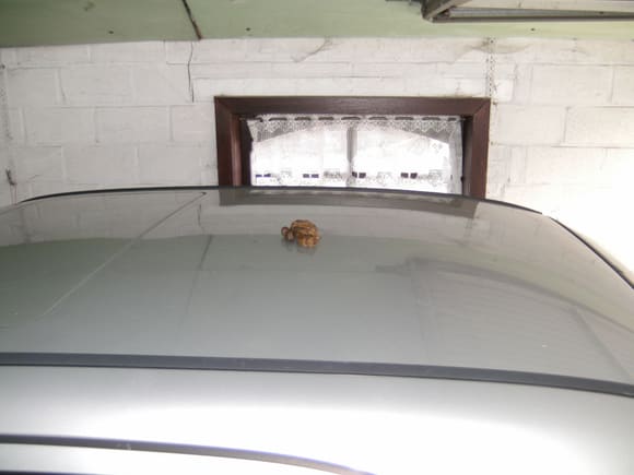 Yes this is exactly what you think it is in the middle of my dads w202 roof. I laughed at first but that cat is lucky I didn't see that happen cause I would of killed it.