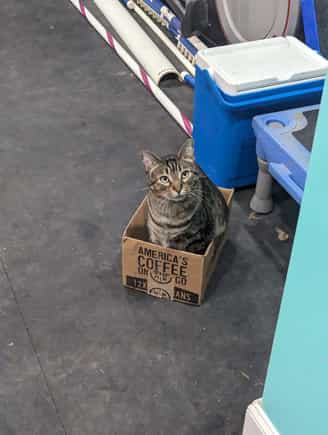 Scat Cat in a perfect cat trap.  He is Miss Sweet Pea's biological son.