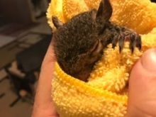 The baby squirrel I saved and lives outside and see everyday.