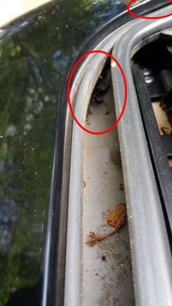 Initially, I only saw some moderate debris. But then noticed the drooping seal (circled: top right). However noticeably, more-so, the complete blockage of my drain tube(s) (circled: center).