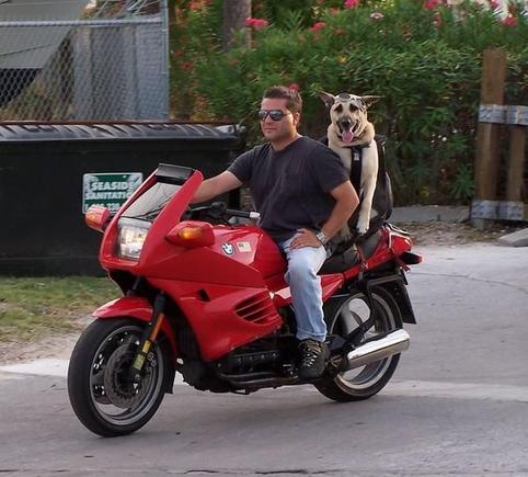 Dog on a BMW