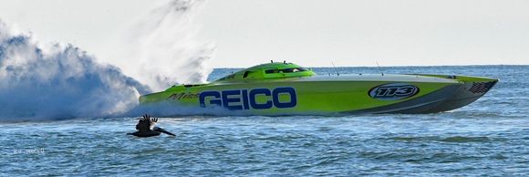Racing Pelicans!