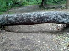 Quite a large tree. Late summer 2012.