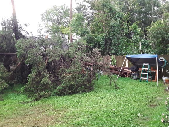 Cedar tree down