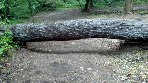 Quite a large tree. Late summer 2012.