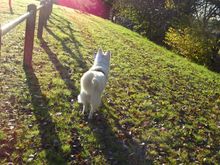 Does my tail look big in this?