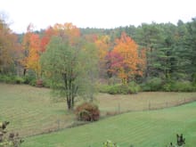 The autumn colors in my back yard (field)...