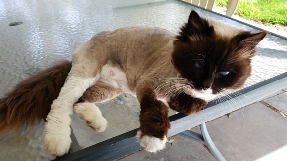 Here's a shot of that dang ragdoll cat after it's had a haircut, makes it harder to hit them when they are smaller ...
